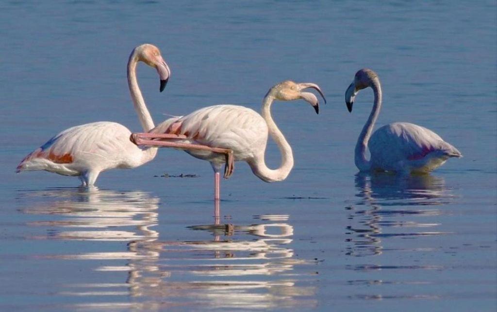 O Cantinho Da Ria Torreira Bagian luar foto